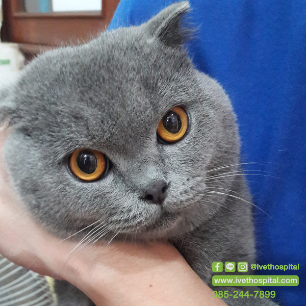 “มีอะไรซ่อนอยู่...ภายใต้ขี้หูสีดำของน้องอัน...??” “มีอะไรซ่อนอยู่...ภายใต้ขี้หูสีดำของน้องอัน...??”